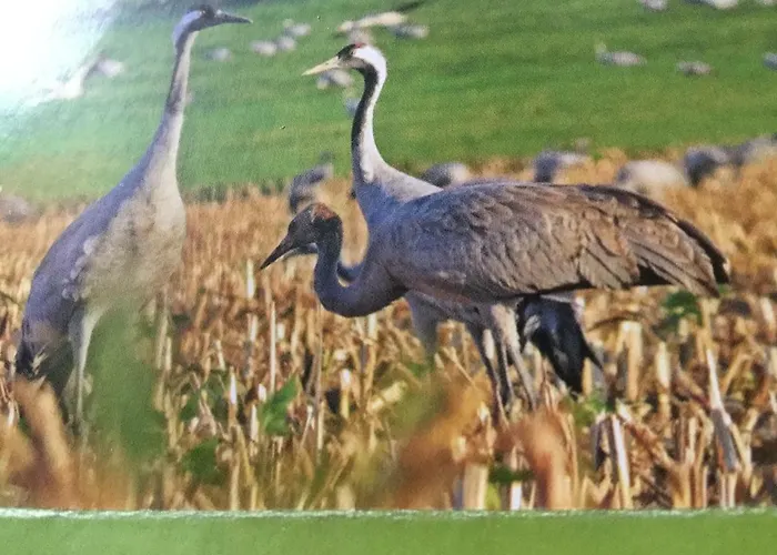 Am Kyffhauser Casa vacanze *